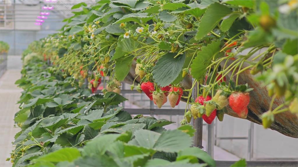 呂彥廷轉戰農業「科技系統」運用數據　種草莓產值翻倍