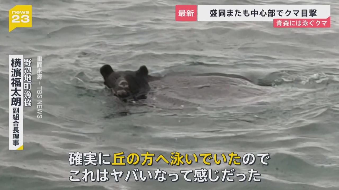 日本熊害範圍續擴大！　青森罕見「熊游泳」日媒直呼神出鬼沒