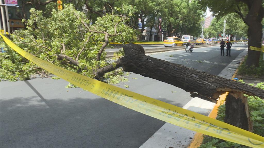 北市單日2起路樹倒塌意外　捷運站旁女路人遭砸傷