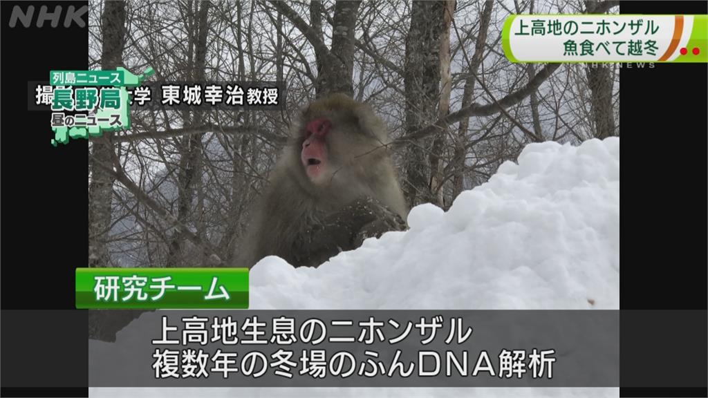 日本獼猴捕魚過冬　珍貴照片被民眾拍下