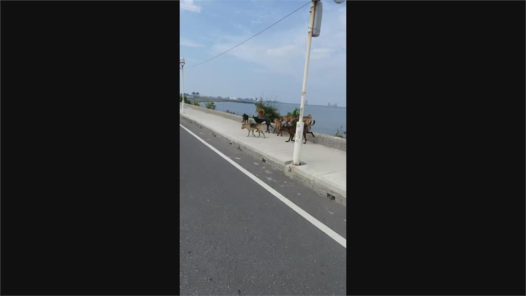 晨泳遭浪浪圍攻還跳水窮追不捨　婦遭咬傷溺水昏迷