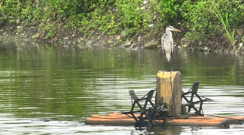 是誰害死「魚鷹」？  架設鳥網的那個人　