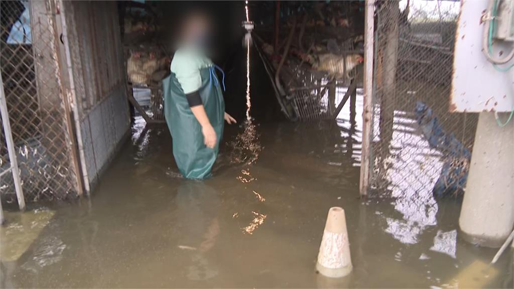 東石鄉養雞場員工涉水救蛋　上千隻蛋雞淹死、損失粗估30萬