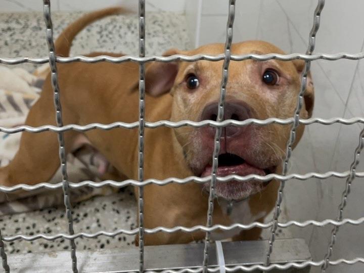 快新聞／「咬人比特犬」收容第3天仍敏感多疑　原飼主未探視、未繳20萬罰金
