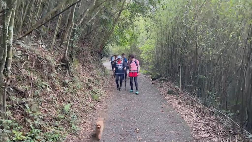 2女童登台南大凍山遭樹砸　8歲姊姊腦出血開刀