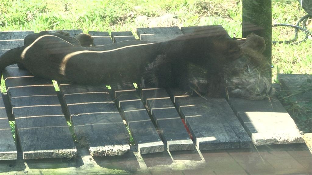 壽山動物園雄獅「瘦成紙片」爆熱議　 園方說話了：很正常啊！