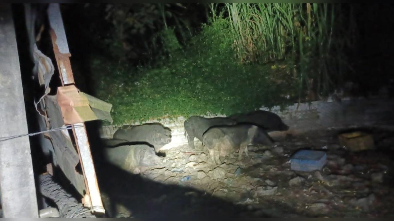 防疫破口?豬瘟防疫第三階段"沒有擴散" 民眾通報:太平山區出現6山豬