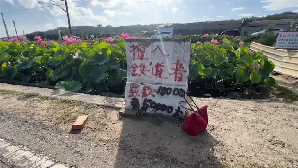 搶拍荷花田亂象多地主火大收費　遊客不買單還報警