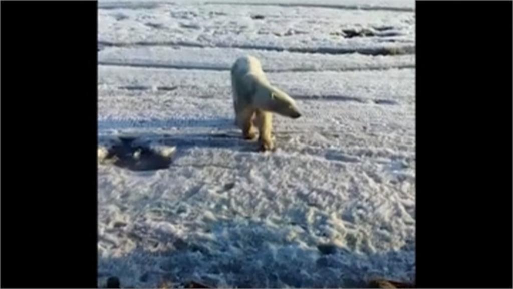 暖化找不到食物！北極熊跑百公里外小鎮覓食
