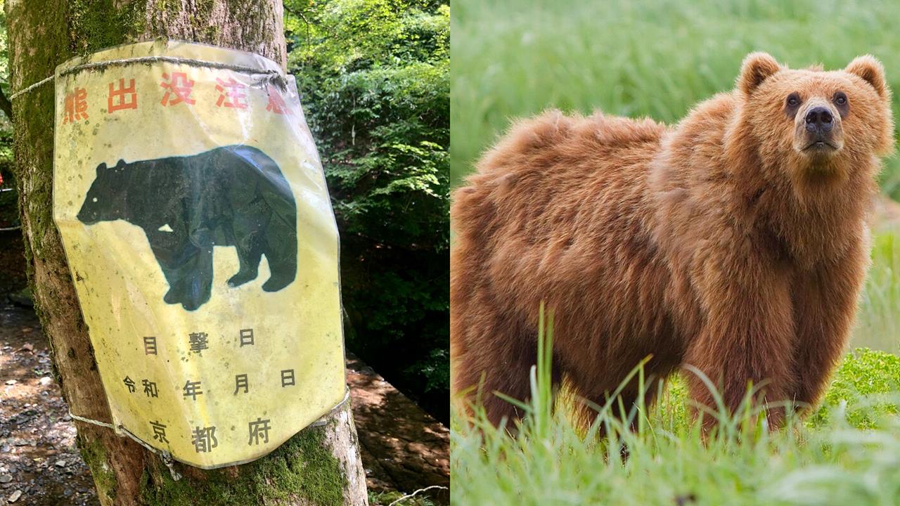 平地也會遭攻擊⋯日熊襲事件創紀錄!專家曝「獵殺量暴增3倍」:這1個月最危險