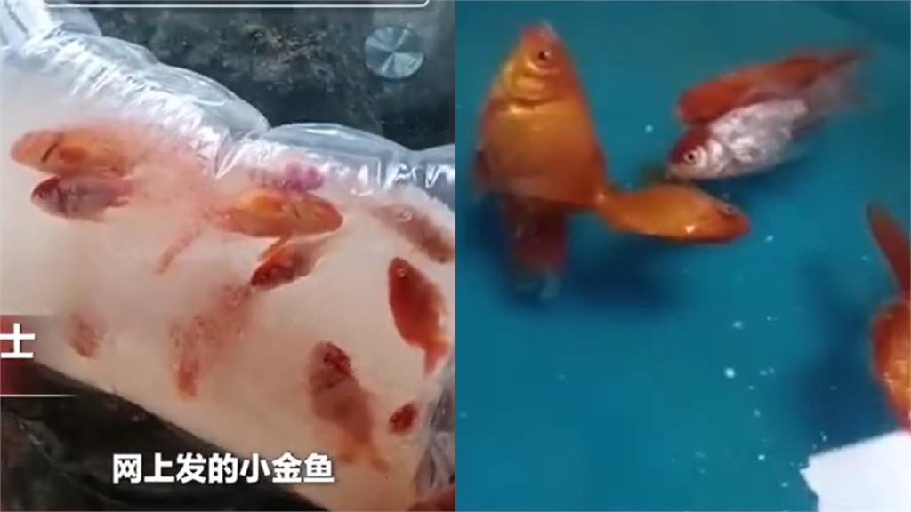 中國女冬天「網購金魚」慘變冰磚！僅剩1條存活…網罵翻：造孽！