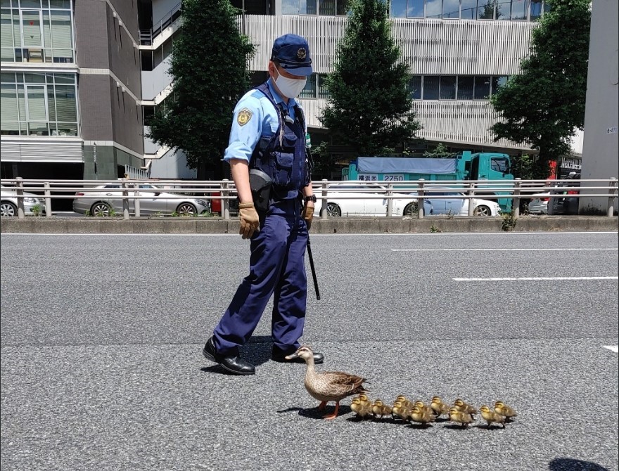 鴨媽媽帶10寶「違規過馬路」　3警急向前「總統級待遇」護送指揮交通