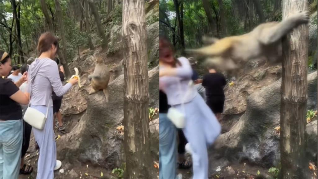 中國猴子遭「香蕉猛戳」不忍了!下秒「迴旋飛踢」讓長髮妹骨折送醫