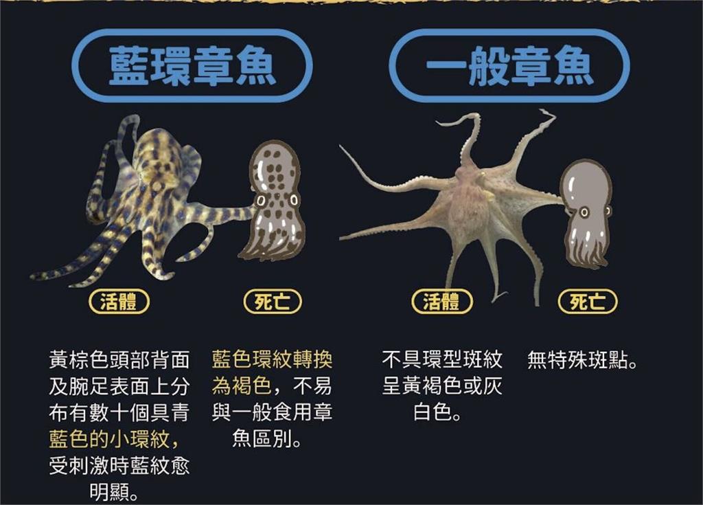 藍環章魚近年變多「台海第一毒」！   專家曝保命關鍵24小時