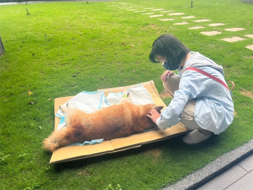 快新聞／超萌人氣柴犬「Q將」辭世　享壽15歲