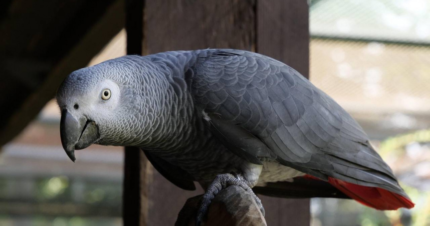 飼主失而復得鸚鵡「牠改說西班牙語」 背後感人真相曝