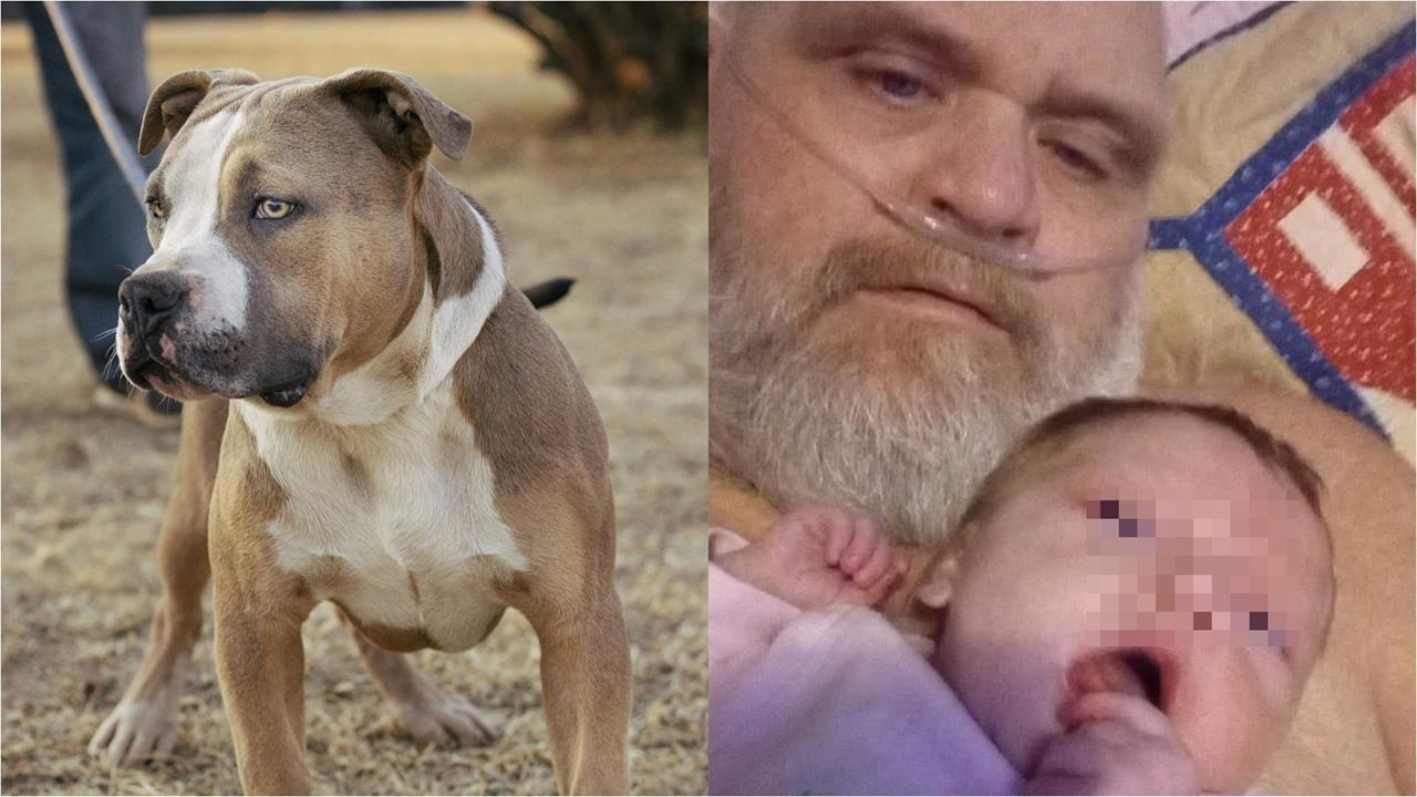 祖孫被自家「7隻比特犬」撕咬致死！警破門驚見嬰兒全身血…他控：平時就有攻擊性