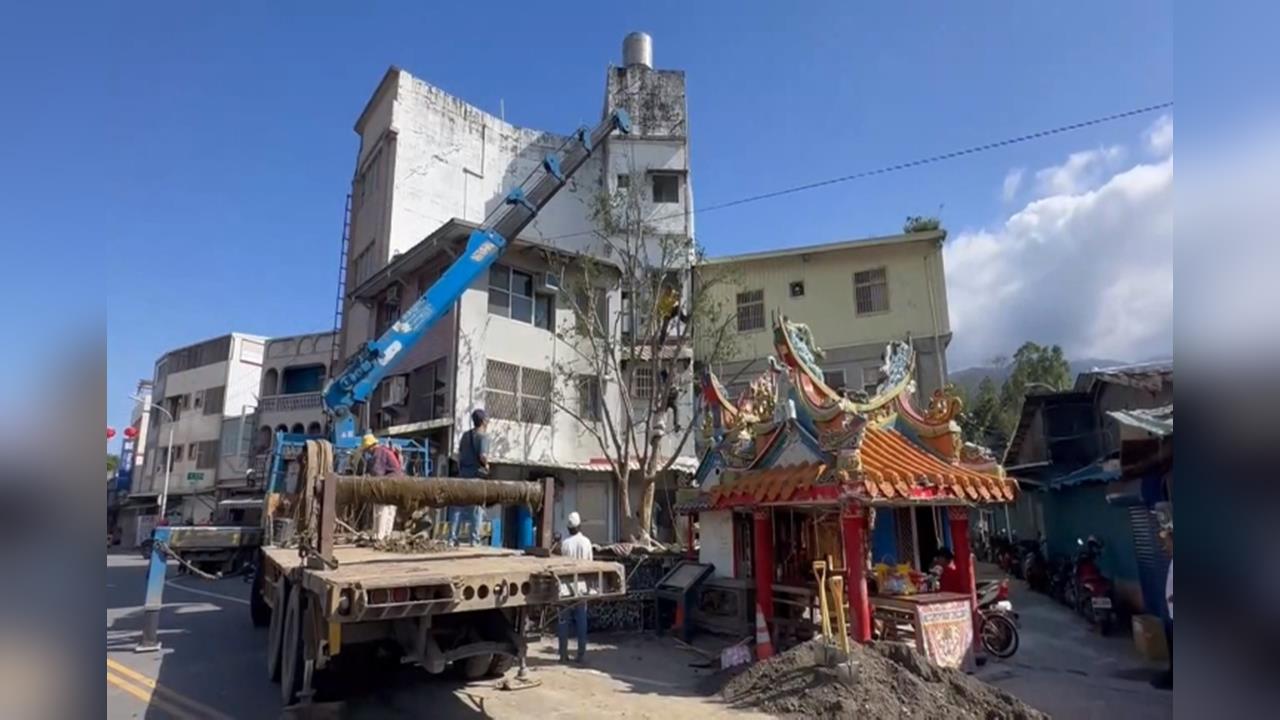 花蓮富里鄉老榕樹移除　新種「太魯閣櫟」重振生機