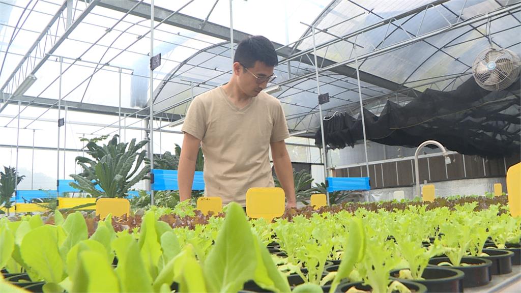 熱搜／製鞋業轉行魚菜共生　艱苦走過疫情打響名號