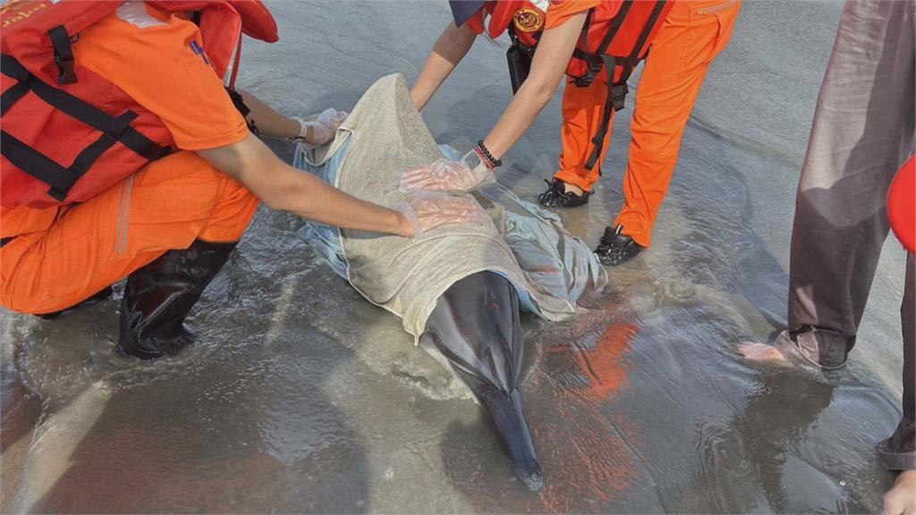 瓶鼻海豚擱淺台南黃金海岸　民眾合力抬入海又被沖上岸