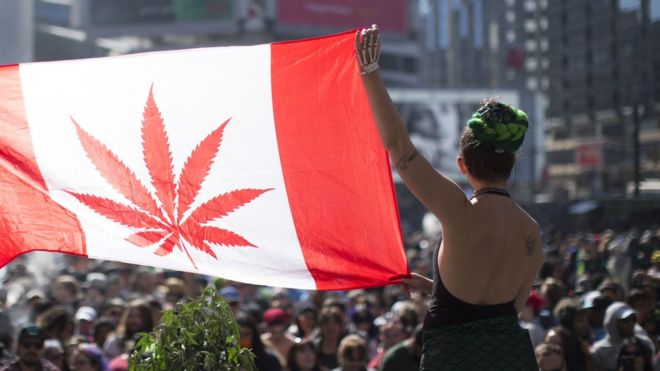 「大麻合法化」預備 加拿大政府：能讓年輕人遠離大麻
