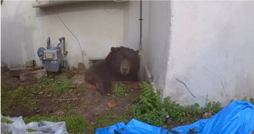 最壞室友不是人！249公斤黑熊佔屋37天　屋主漆彈反擊成功驅趕