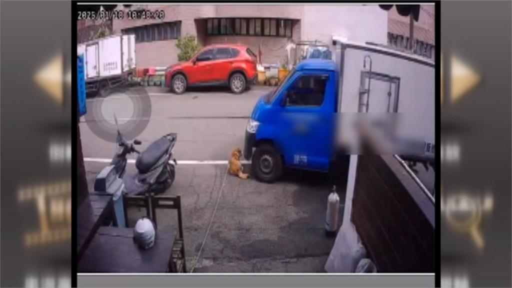 柴犬慵懶躺門前曬太陽　基隆貨車竟無視輾過尾巴