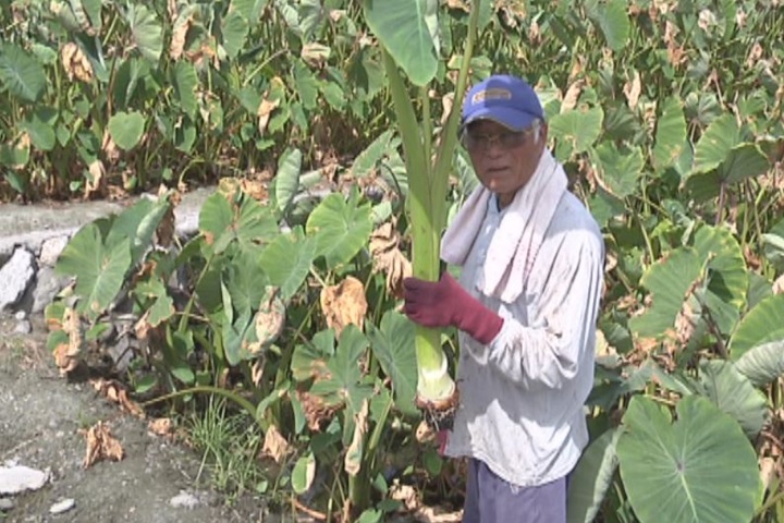 颱風走後高溫又來 吉安芋頭慘兮兮
