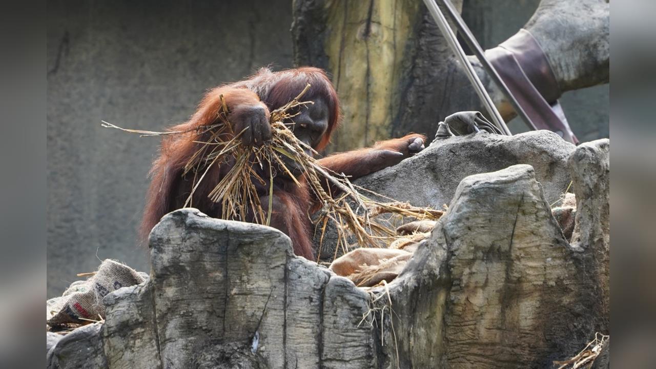 快新聞/勸不聽!男子遊木柵動物園不停餵食猩猩 園方:再犯就下逐客令