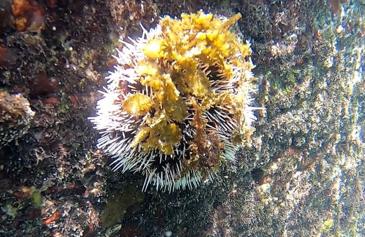 新北貢寮投入海膽養殖提高收益　產量供不應求