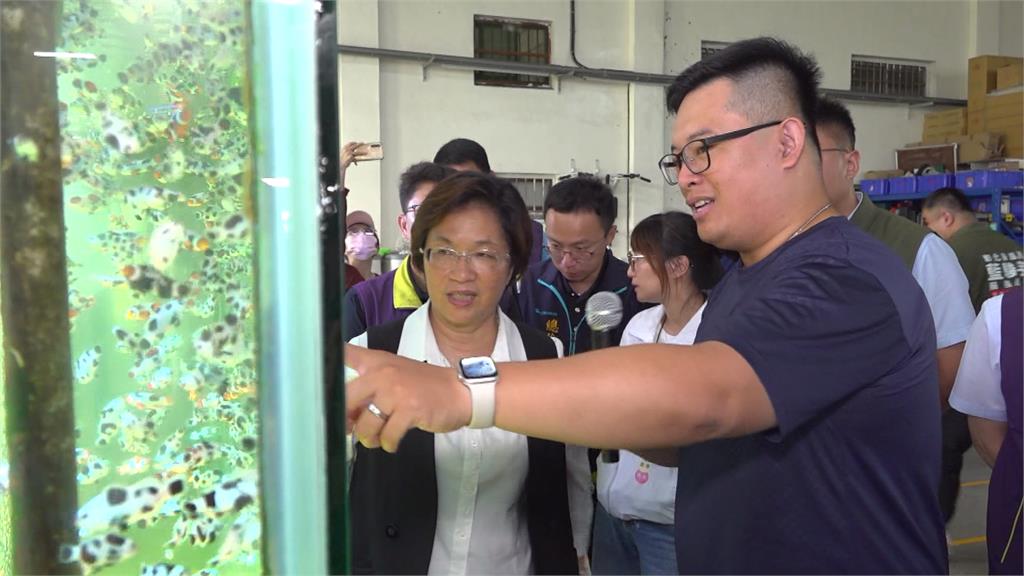 打敗尼莫！乳牛小丑魚熱賣　彰化碩士漁民養殖奇蹟