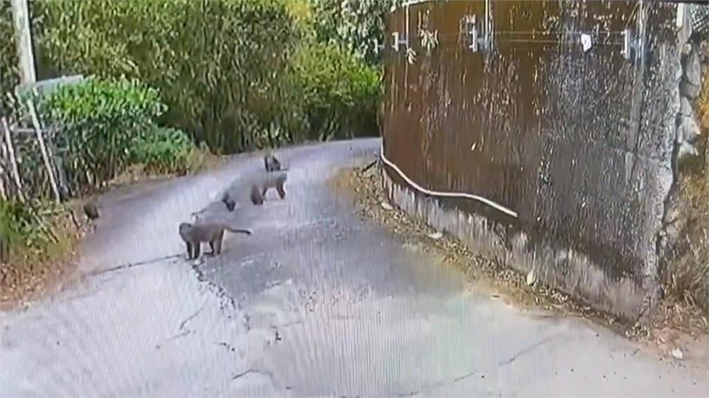 猴子大軍出沒！闖果園狂吃桃子　農民無奈盼政府幫忙