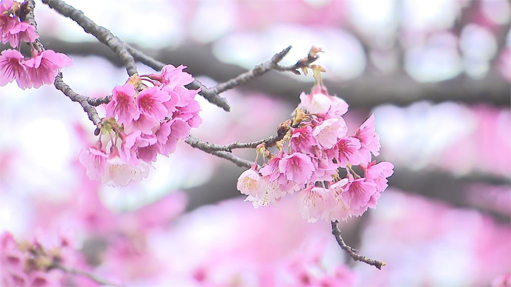 粉紅風暴來襲！　陽明山平菁街賞花<em>秘境</em>獨家曝光