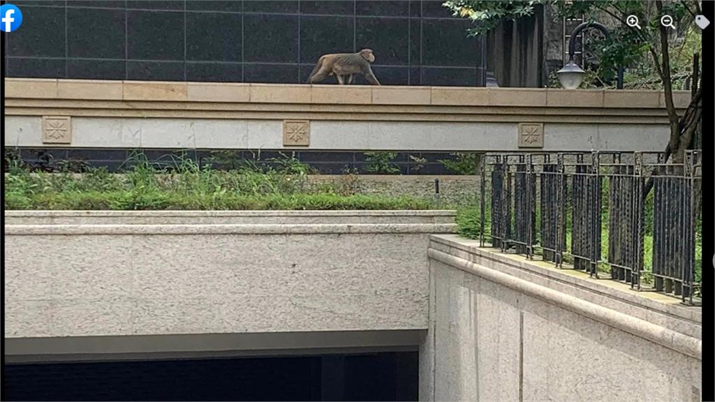 「美猴王」出沒！　內湖趴趴走持續將近1週