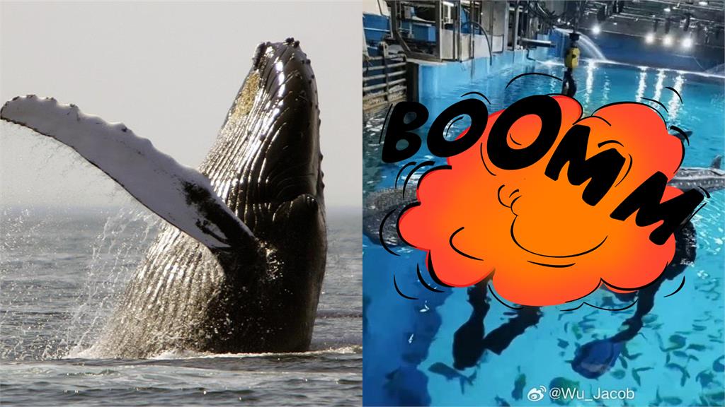 中國水族館遭爆詐騙看「機械鯨鯊」？遊客抓包「游泳姿勢假」怒轟：退票