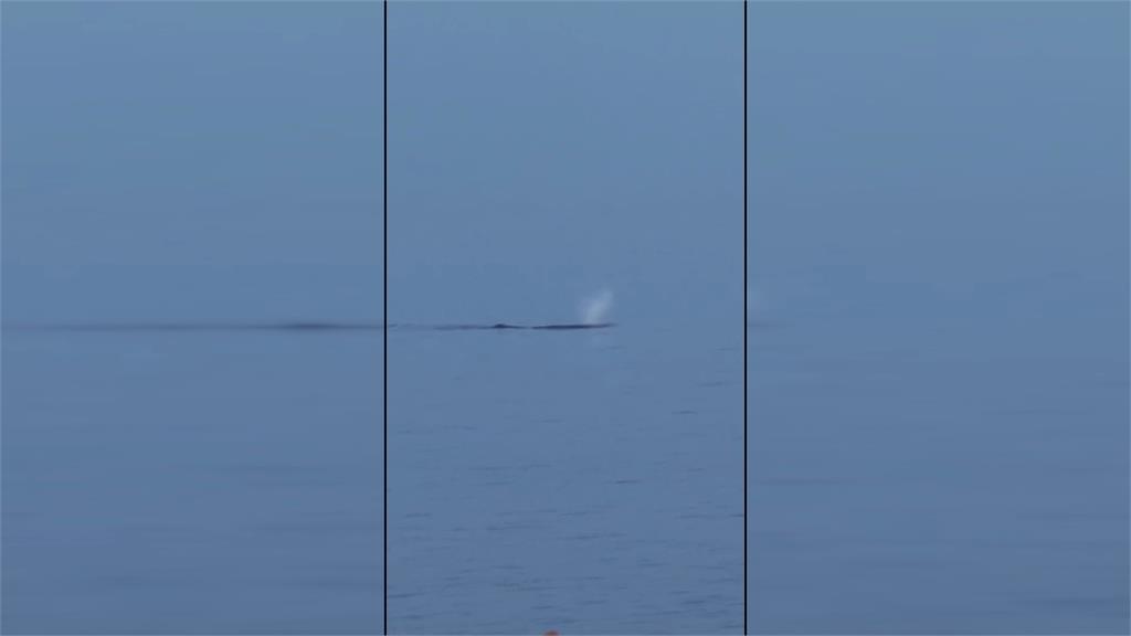 小琉球海域現「龐然大物」　竟是超過15米抹香鯨