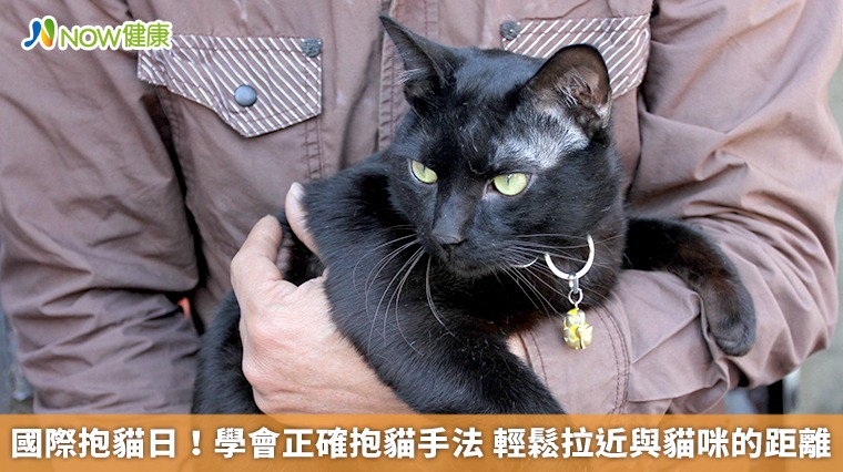 國際抱貓日！學會正確抱貓手法　輕鬆拉近與貓咪的距離