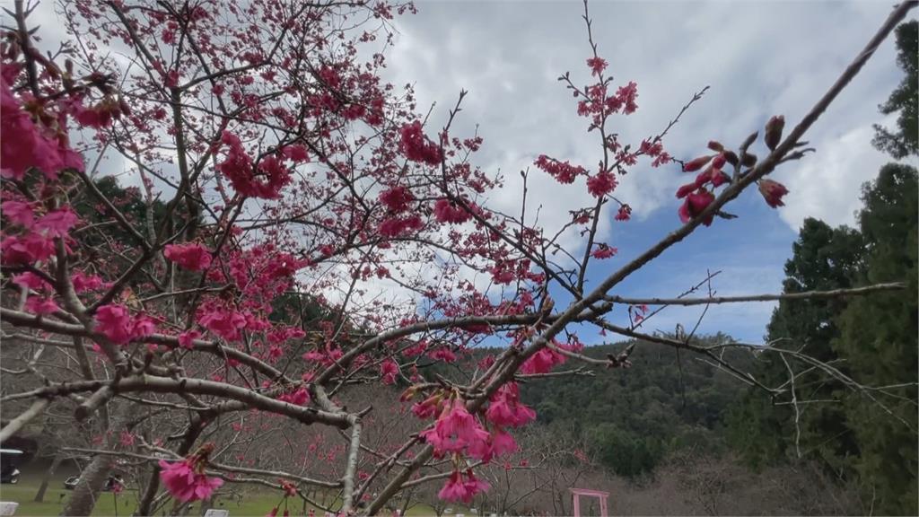 五千株櫻花接力綻放　櫻花祭6日起跑為期一個月