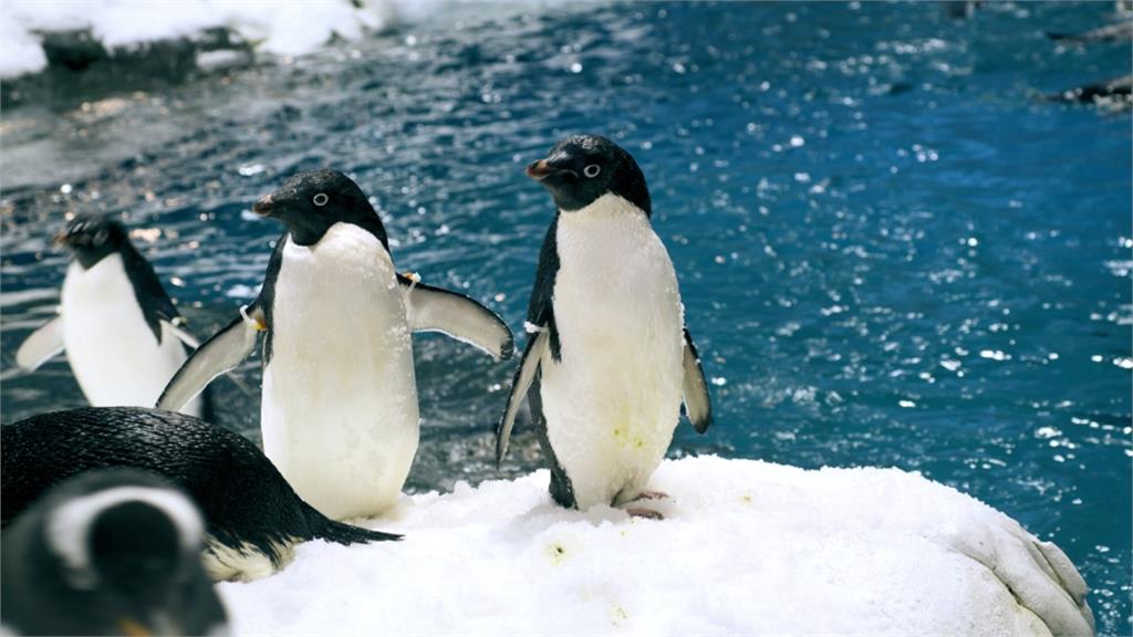 國立海洋生物博物館「標售36隻企鵝」！投標資格曝　網嗨：好想團購