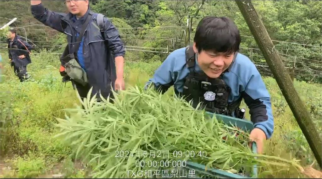 失聯移工梨山種菜兼種大麻　警扮農夫查扣50株