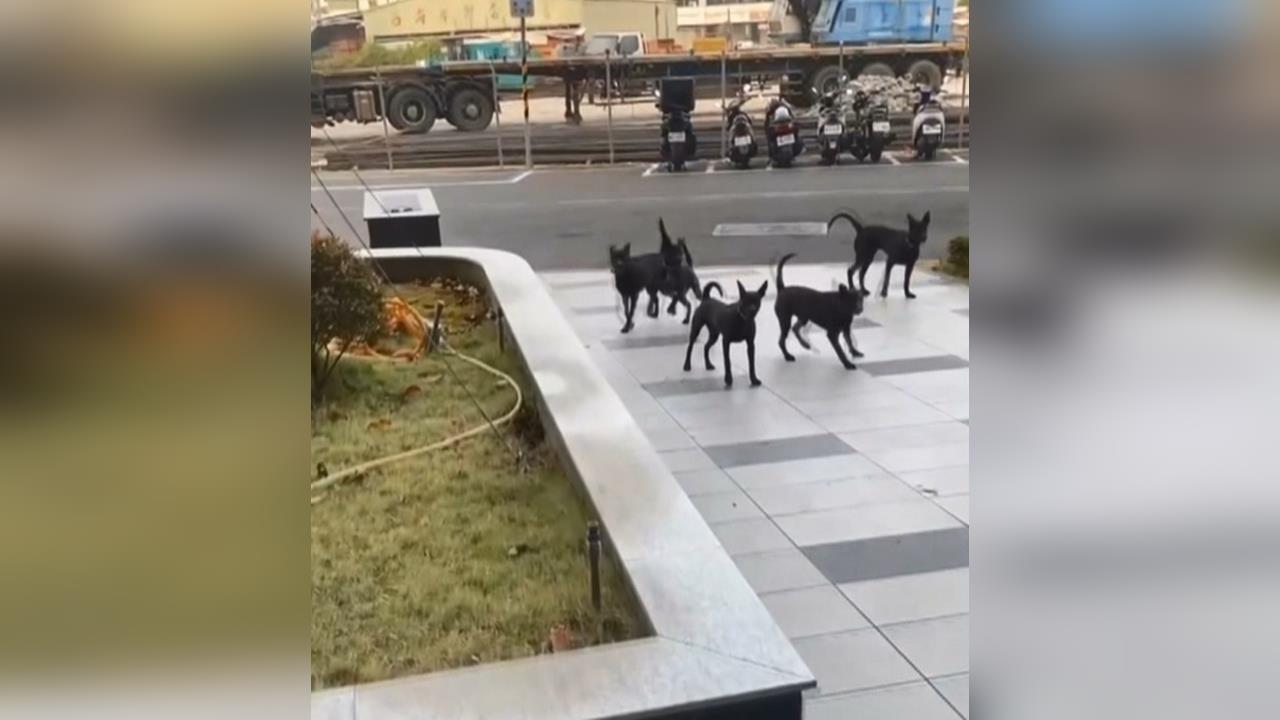 放任「黑狗群」吠叫追車！　高雄飼主遭勸導反威脅怒罵