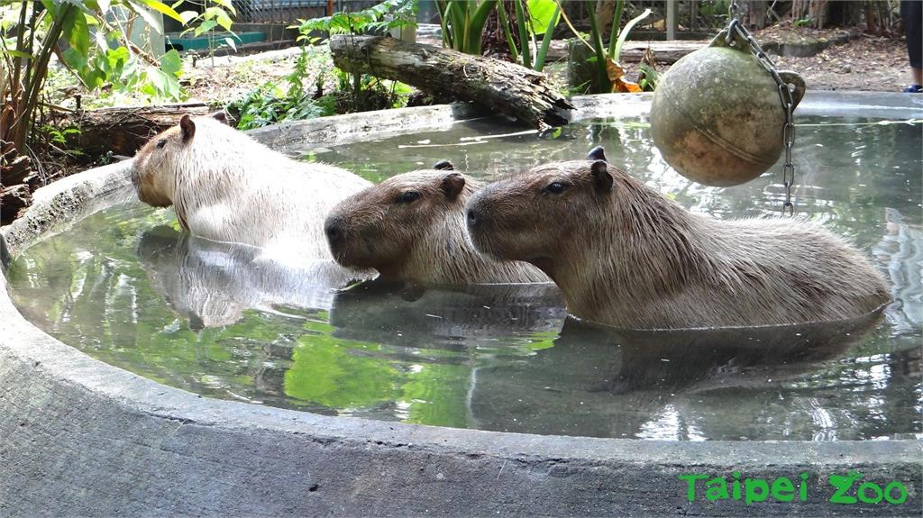 快新聞/整修完成!台北市立動物園明起重新開園 歡迎大小朋友造訪