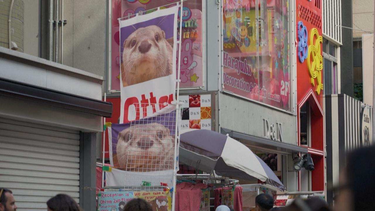 關注動物福祉、衛生問題！日本啟動調查動物咖啡店