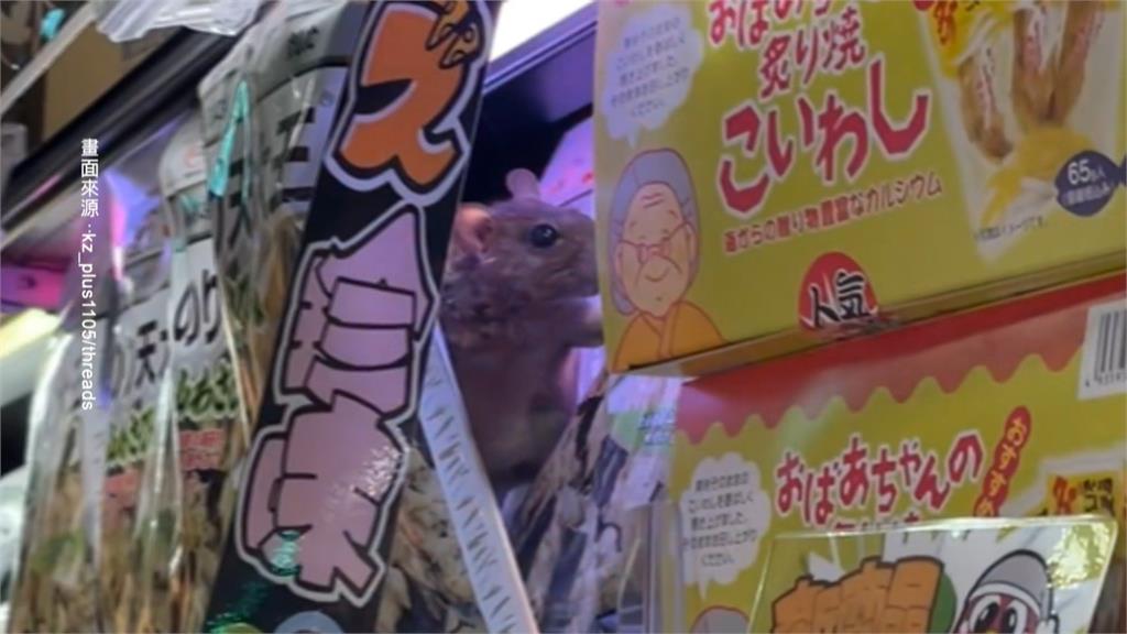 「料理鼠王」進貨被發現？　米奇藏賣場貨架　被發現竟沒逃跑還眨眼
