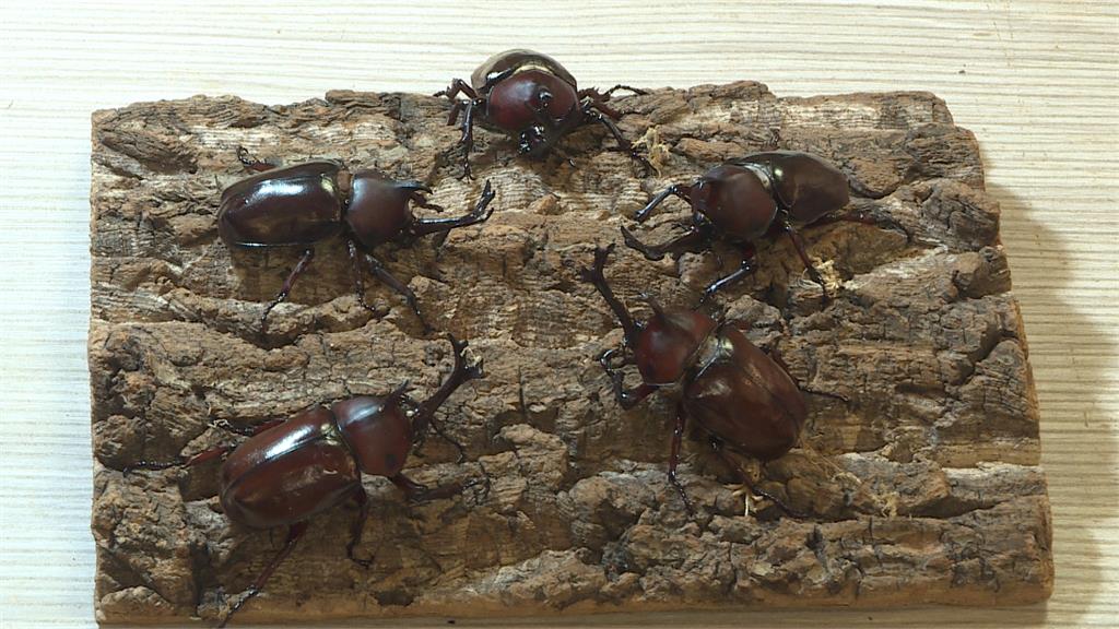 甲蟲飼養夯！　業者轉型開設「生態課程」教如何飼養