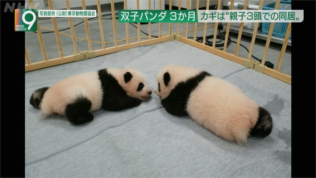 日本貓熊龍鳳胎將滿三個月大　萌樣擄獲人心