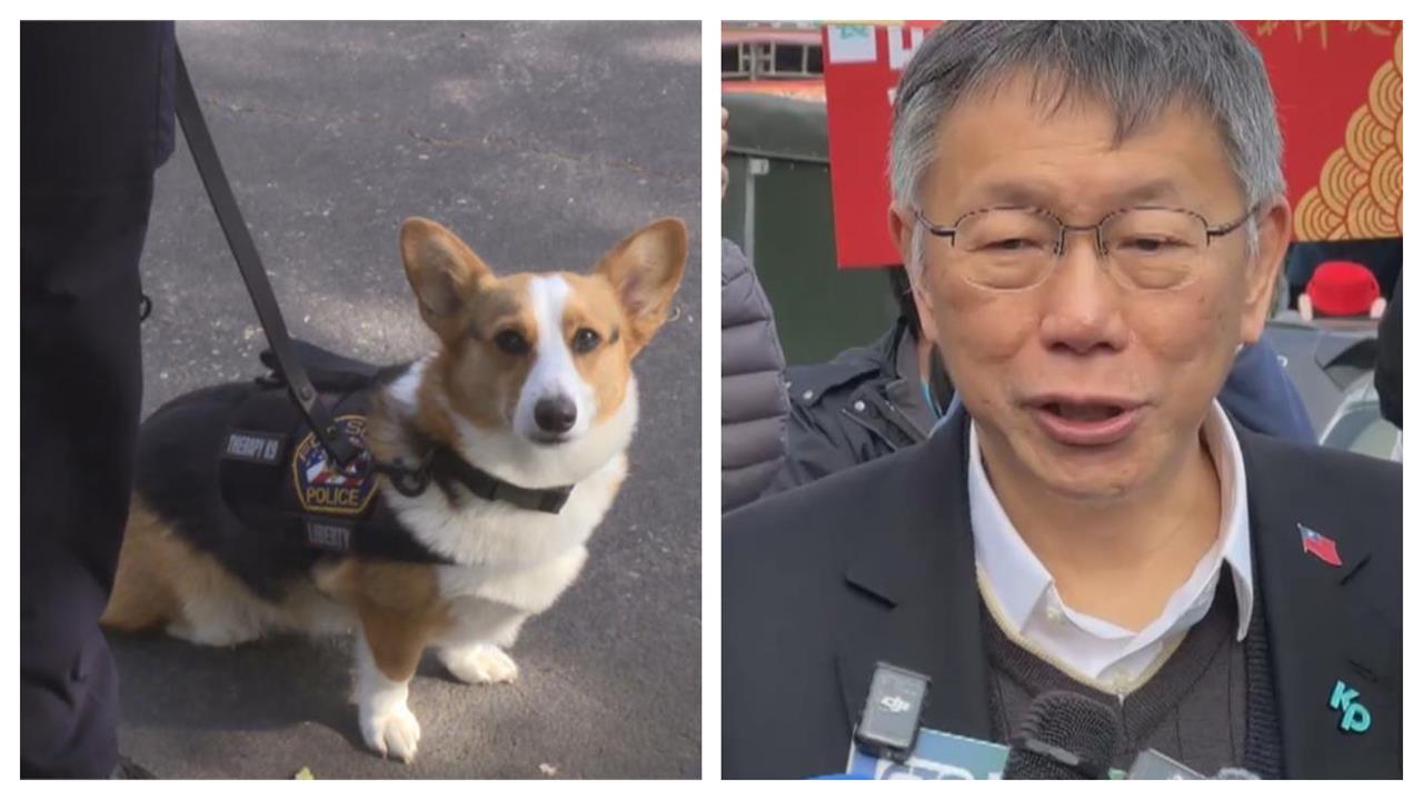 快新聞／法院認證柯文哲有貶意？民眾盜用鄰居柯基犬照片諷「柯羈」　判決下場出爐了