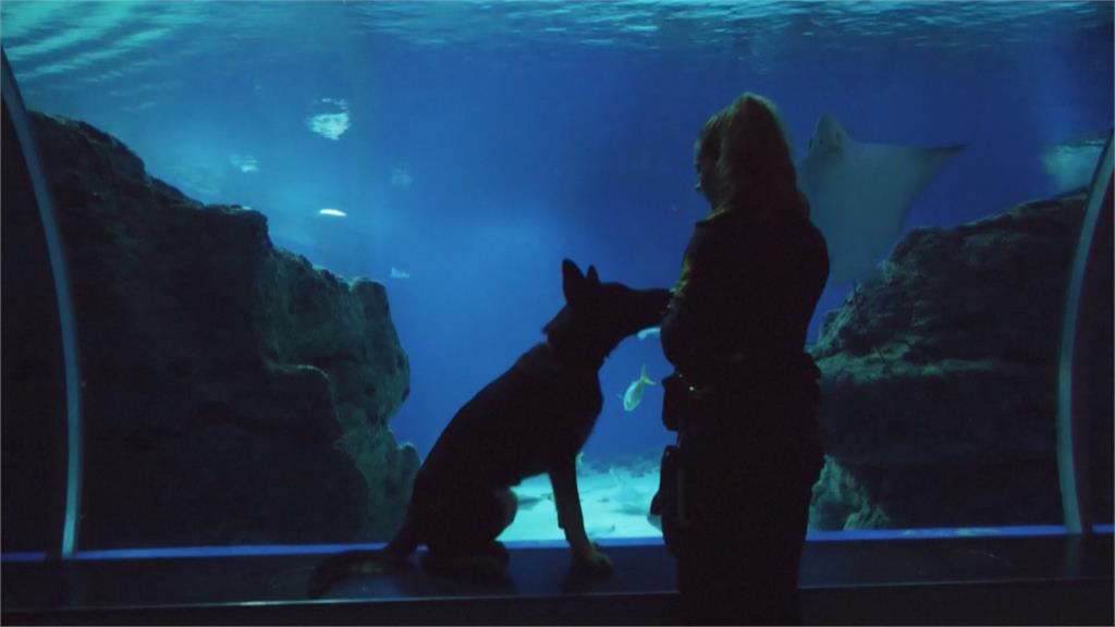 丹麥警犬新課程！　訓練師帶幼犬到水族館熟悉人群