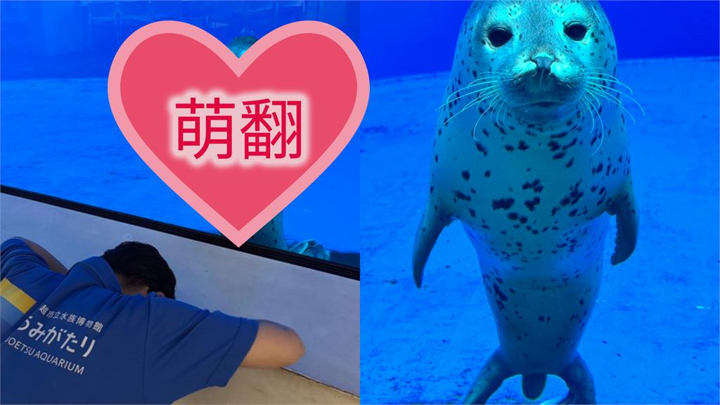 日本飼育員認錯名字以「土下座」道歉!霸氣海豹「舉鰭」原諒萌翻3100萬人