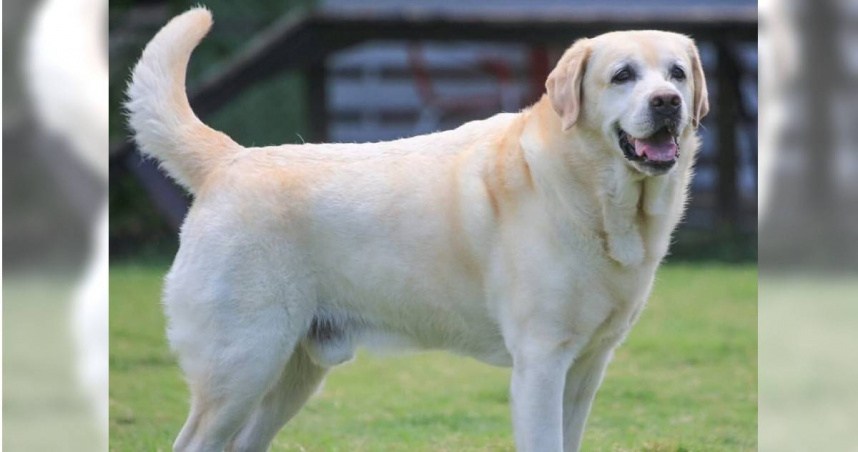主人捲感情糾紛最萌警犬IG突關版　「網友超擔憂」福星最新狀況曝光